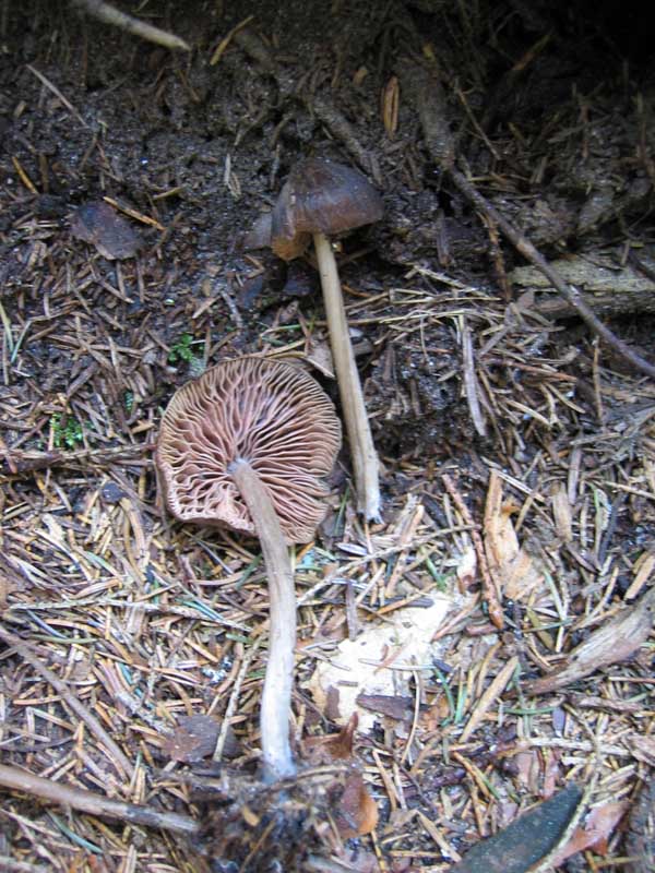 Val Cama - Canton Ticino (Svizzera)